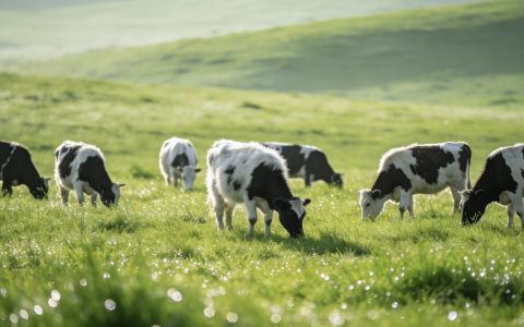 南方乳业冲击北交所：关联交易超6亿，研发底稿存缺失