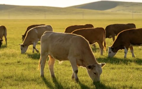 液态奶基本盘失守、3年减员9000+，蒙牛乳业开始贩卖身高焦虑？